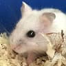 humsterxxx avatar