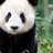 dingpanda avatar